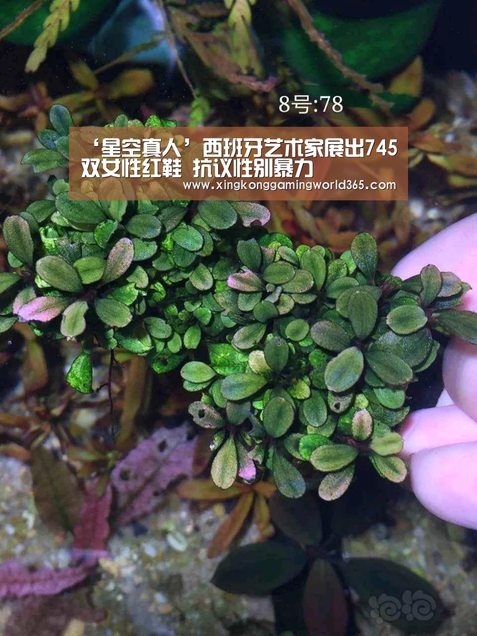星空赛事